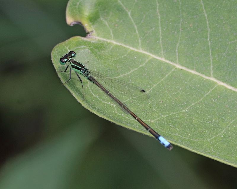 Photo of Eastern Forktail