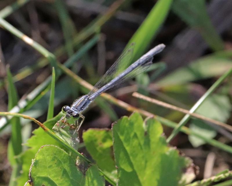 Photo of Eastern Forktail