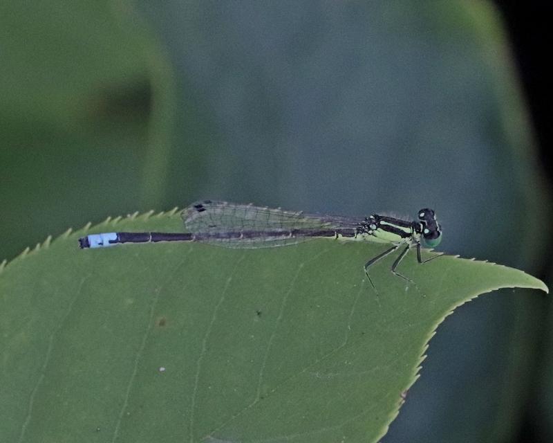 Photo of Eastern Forktail