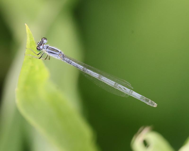Photo of Eastern Forktail