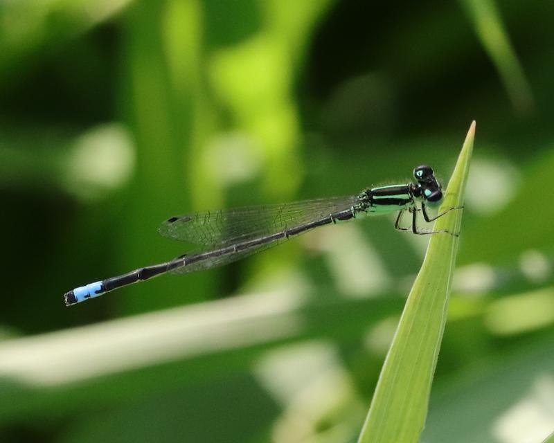 Photo of Eastern Forktail