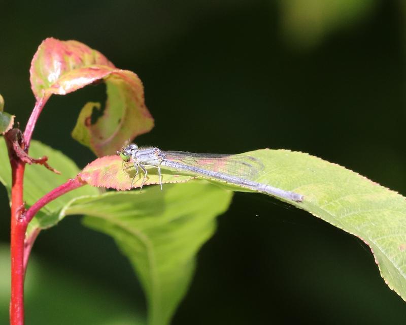 Photo of Eastern Forktail