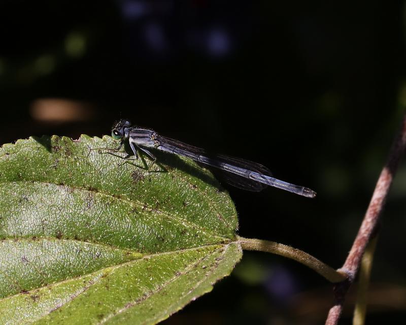 Photo of Eastern Forktail