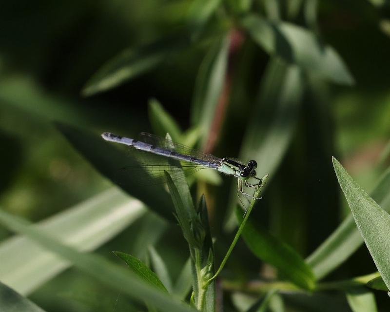 Photo of Eastern Forktail
