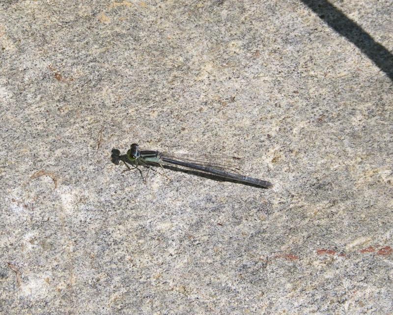 Photo of Eastern Forktail
