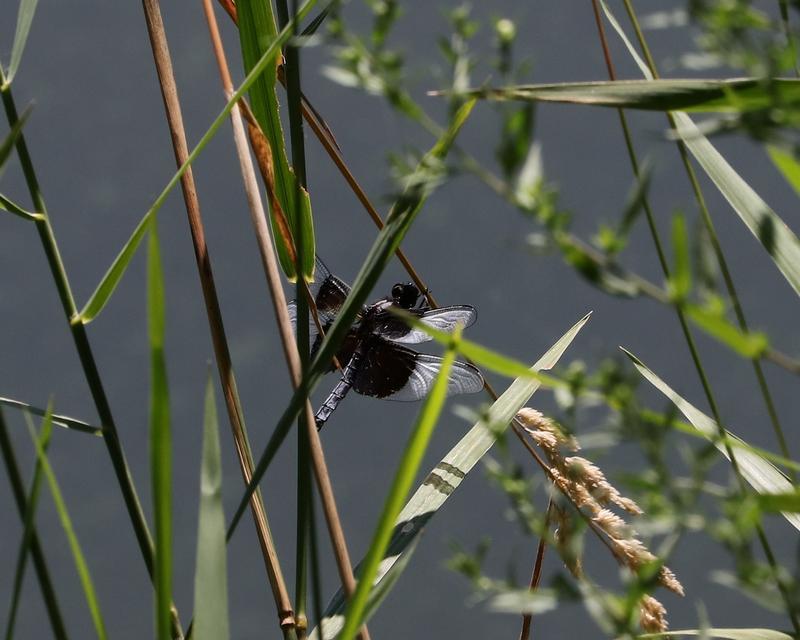 Photo of Widow Skimmer