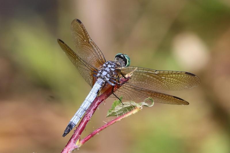 Photo of Blue Dasher