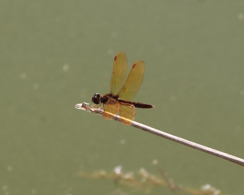 Photo of Eastern Amberwing