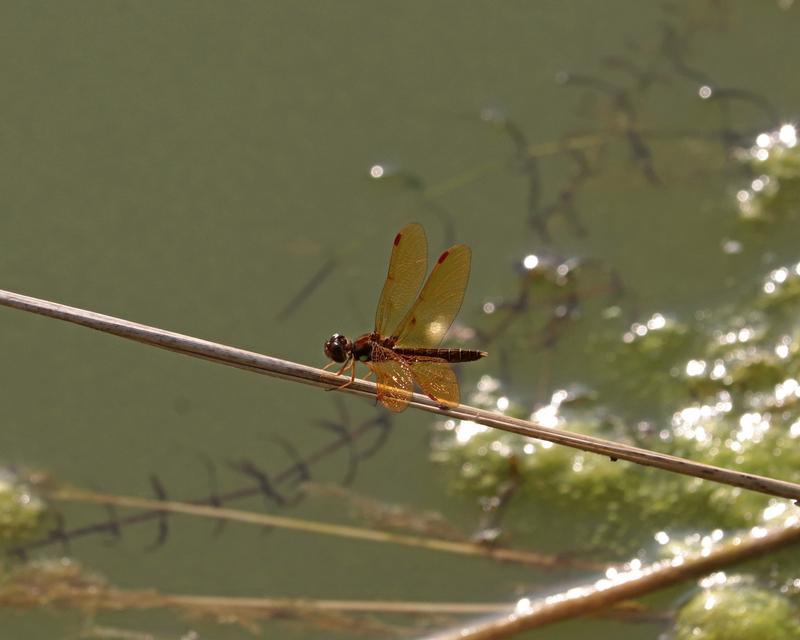 Photo of Eastern Amberwing