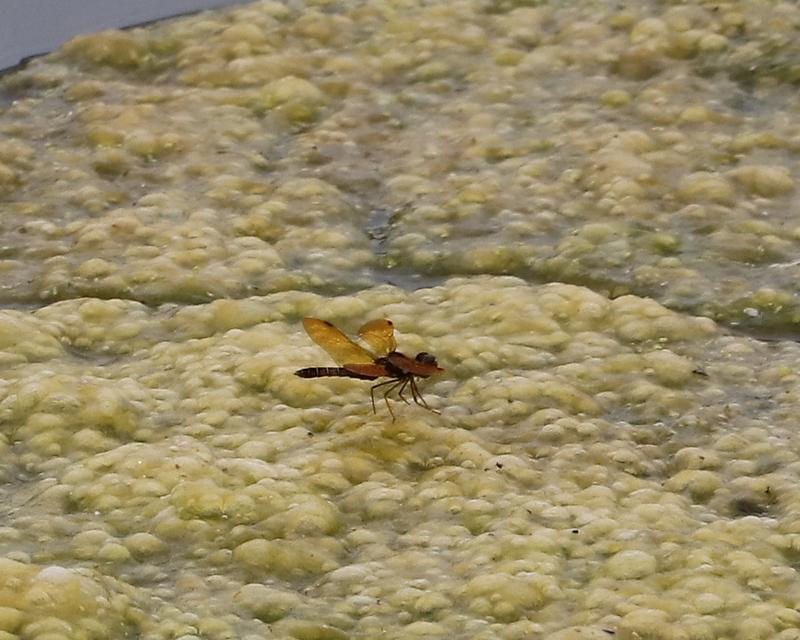 Photo of Eastern Amberwing