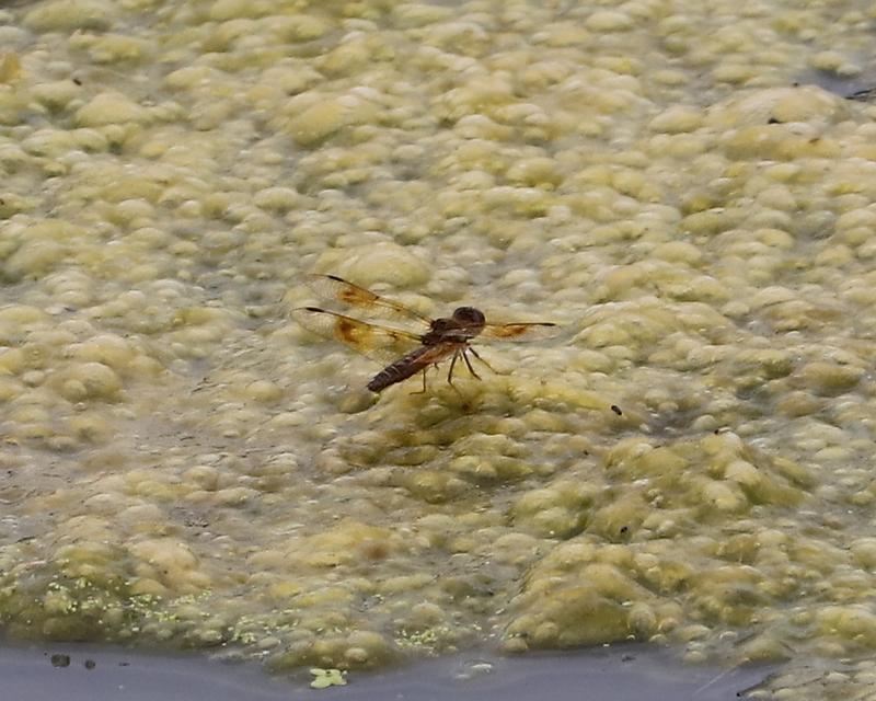 Photo of Eastern Amberwing