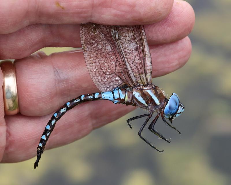Photo of Blue-eyed Darner