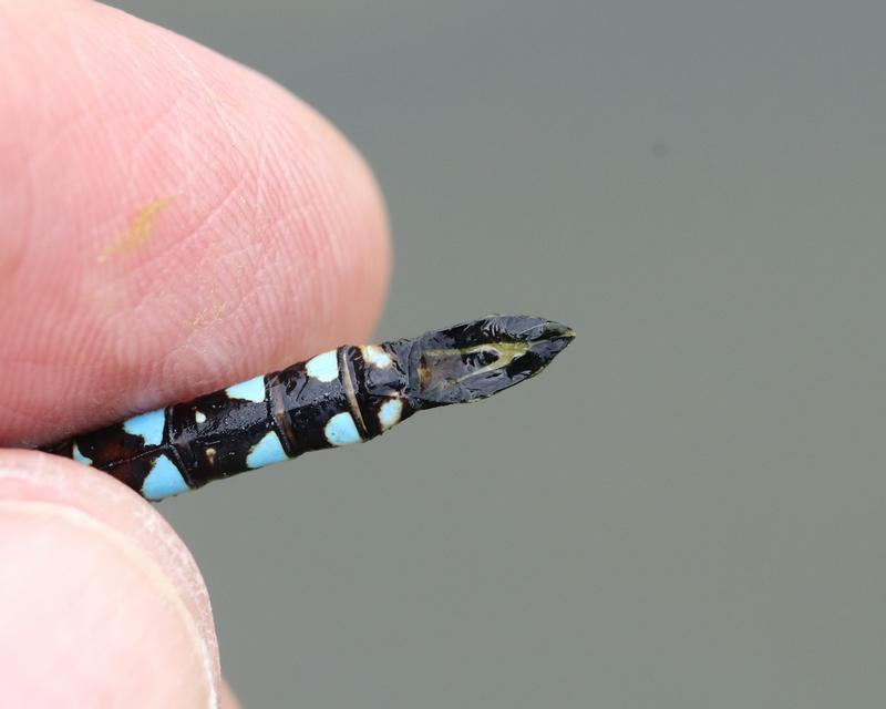 Photo of Blue-eyed Darner
