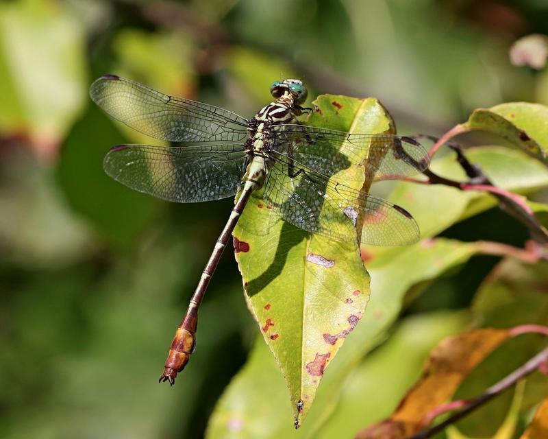 Photo of Russet-tipped Clubtail