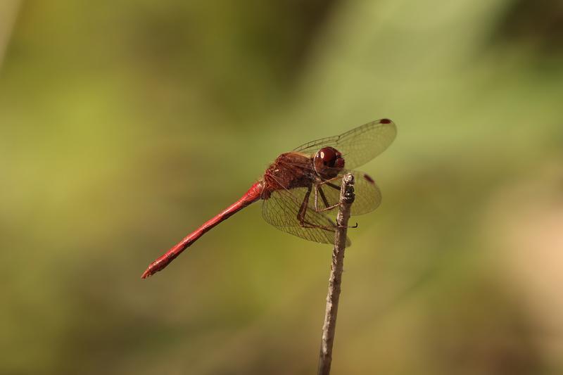 Photo of Autumn Meadowhawk