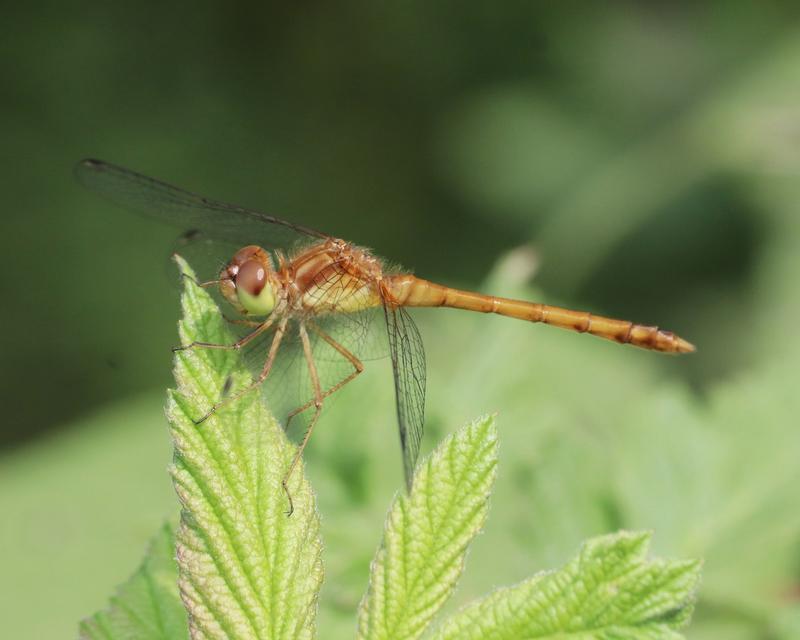 Photo of Autumn Meadowhawk