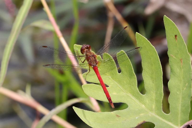 Photo of Autumn Meadowhawk