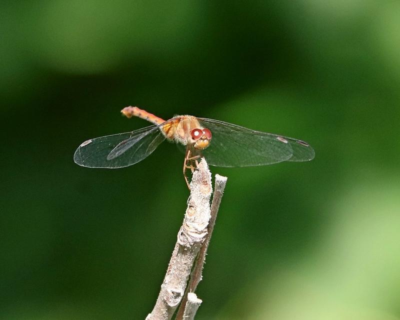 Photo of Autumn Meadowhawk