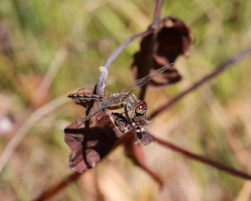 Photo of White-faced Meadowhawk