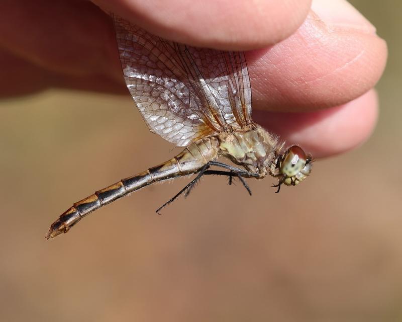 Photo of White-faced Meadowhawk