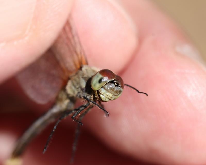 Photo of White-faced Meadowhawk