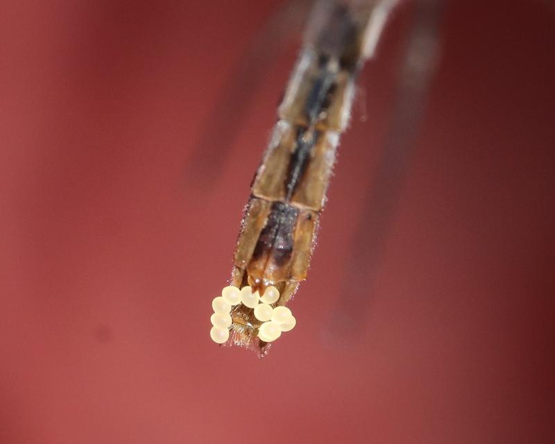 Photo of White-faced Meadowhawk