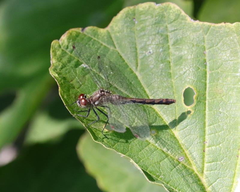Photo of White-faced Meadowhawk