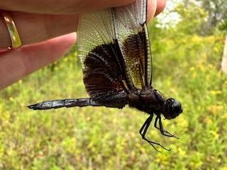 Photo of Widow Skimmer