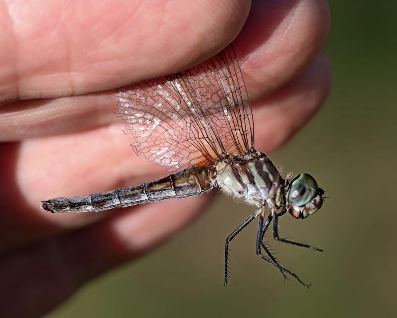 Photo of Blue Dasher