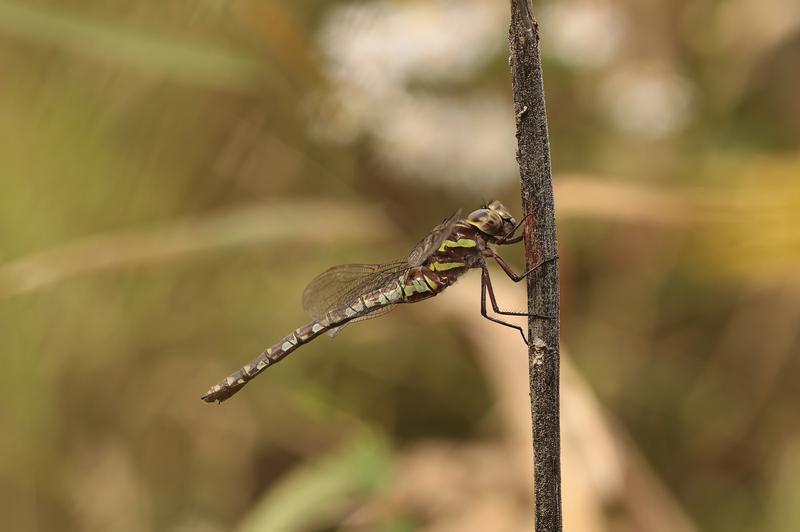 Photo of Green-striped Darner