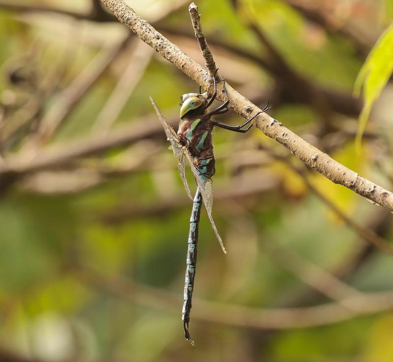 Photo of Lance-tipped Darner