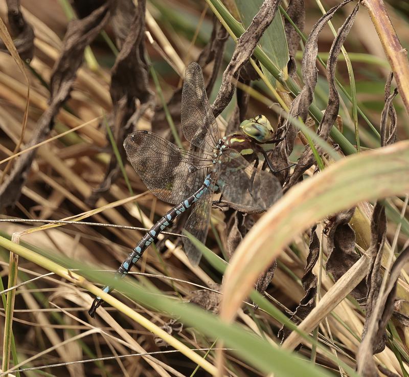 Photo of Lance-tipped Darner