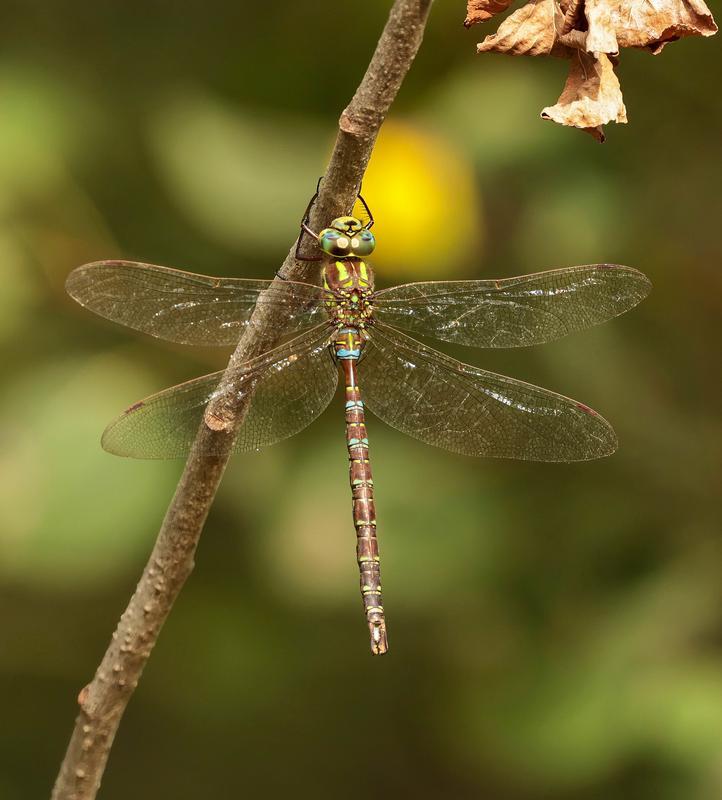 Photo of Shadow Darner