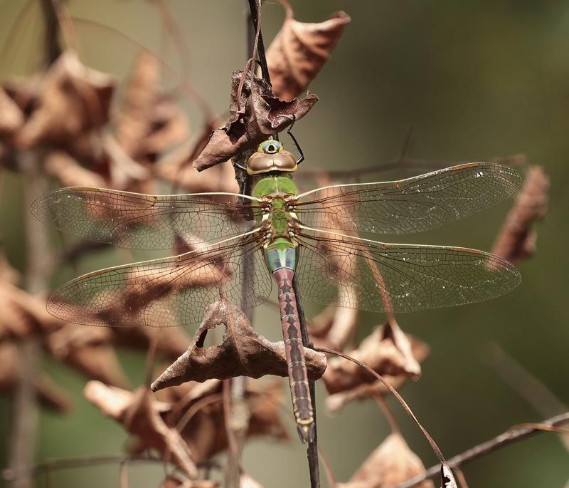 Photo of Common Green Darner