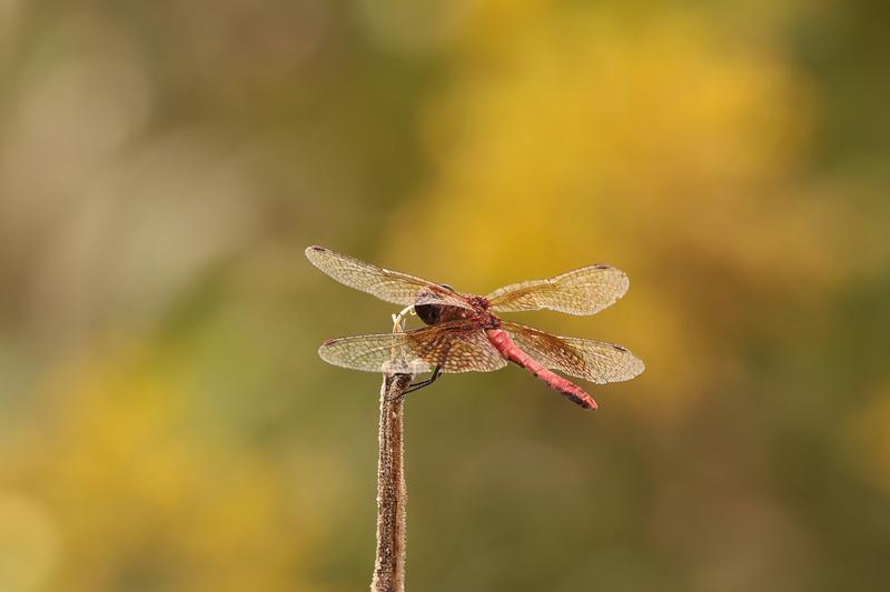 Photo of Band-winged Meadowhawk