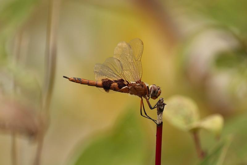 Photo of Red Saddlebags