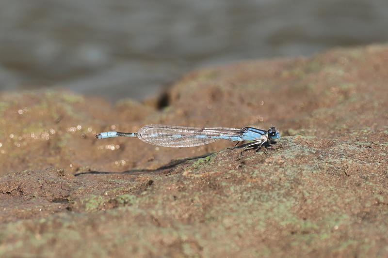 Photo of Familiar Bluet