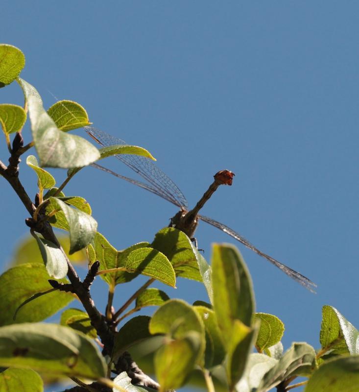 Photo of Russet-tipped Clubtail