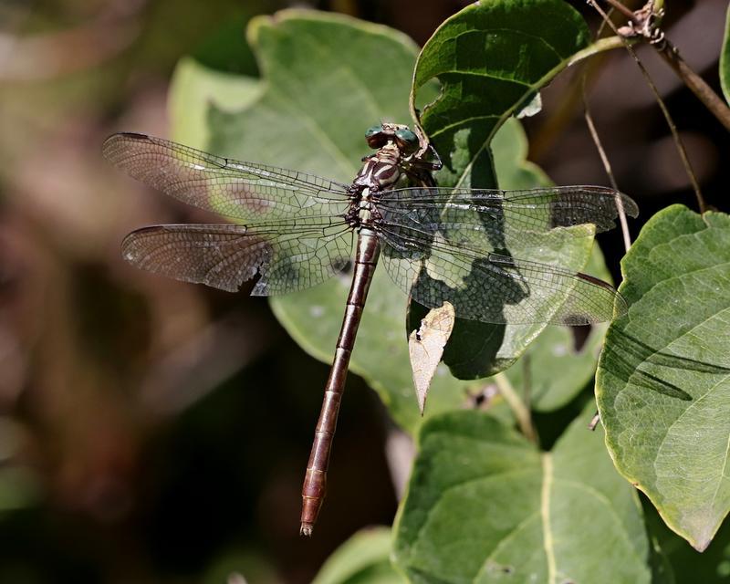 Photo of Russet-tipped Clubtail
