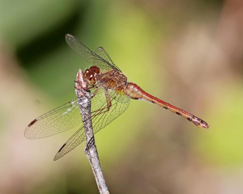 Photo of Autumn Meadowhawk