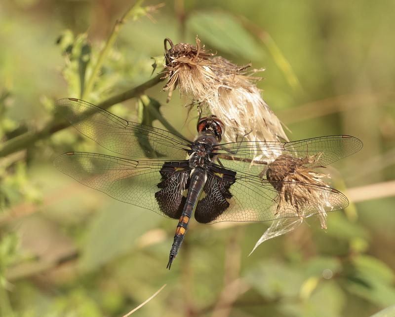 Photo of Black Saddlebags