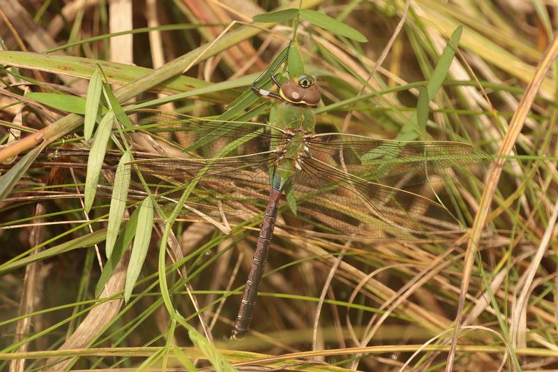 Photo of Common Green Darner