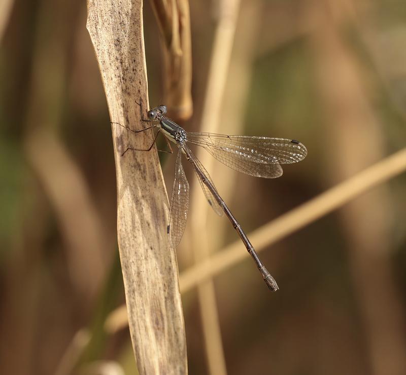 Photo of Slender Spreadwing