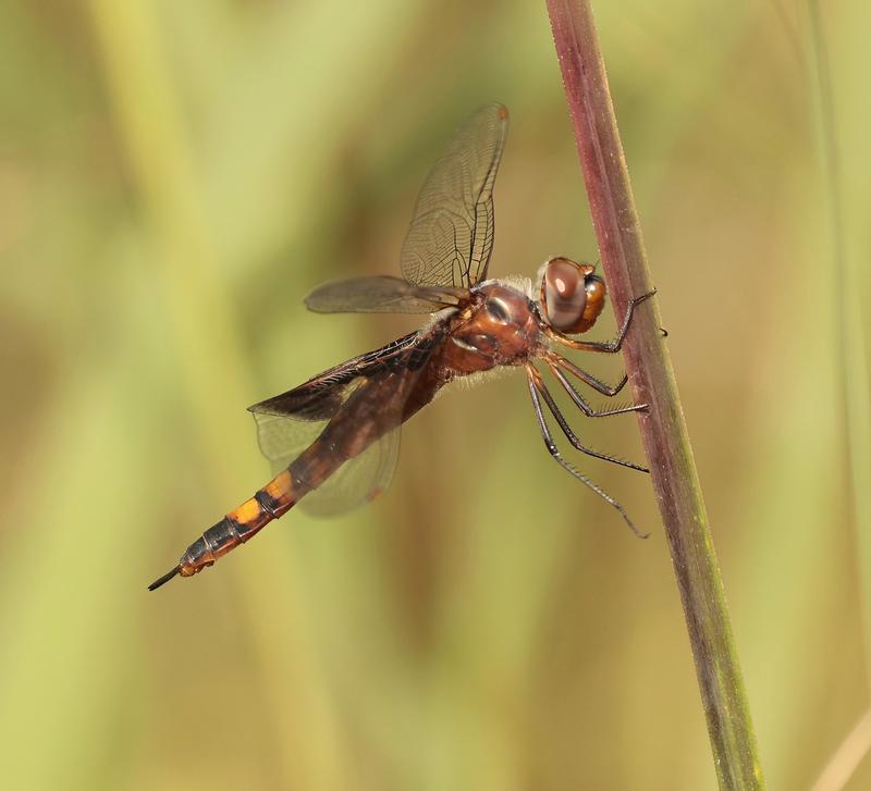 Photo of Black Saddlebags