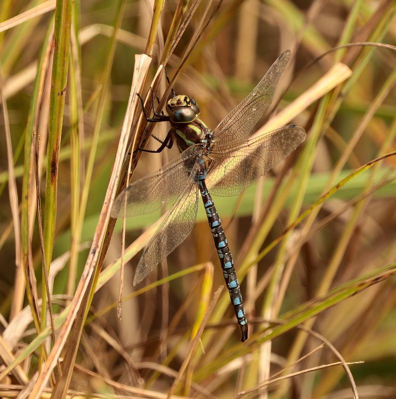 Photo of Lance-tipped Darner