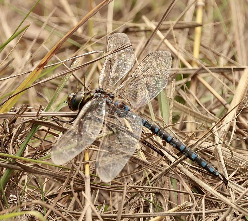Photo of Lance-tipped Darner