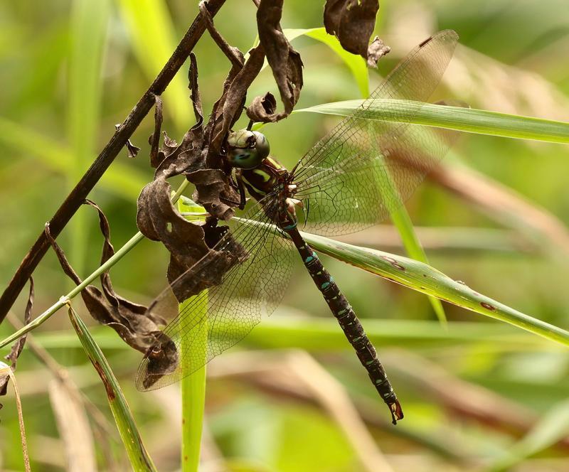 Photo of Shadow Darner
