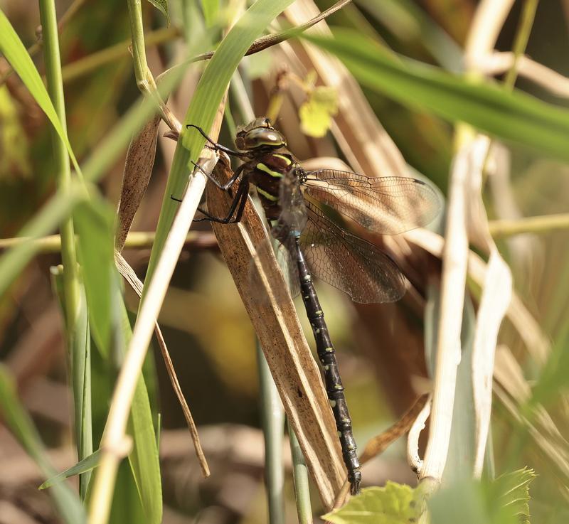 Photo of Shadow Darner