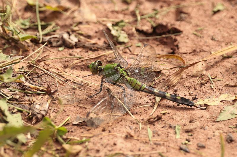Photo of Eastern Pondhawk