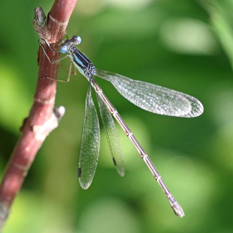 Photo of Slender Spreadwing